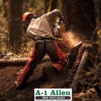A-1 Allen's Tree Specialist image 3