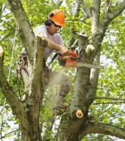 Tree Service Cutting & Removal image 4