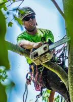 Tree Service Cutting & Removal image 5