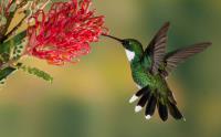 Hummingbird Feeders Plus image 1