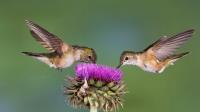 Hummingbird Feeders Plus image 2
