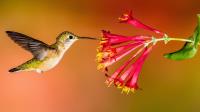 Hummingbird Feeders Plus image 4