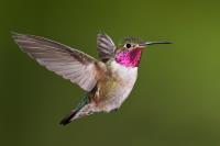 Hummingbird Feeders Plus image 6