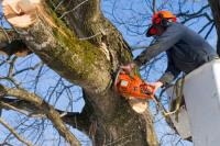 B.A.M Affordable Tree Service LLC image 1