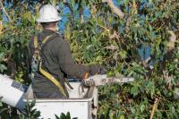 Gainesville Tree Service Pros image 5