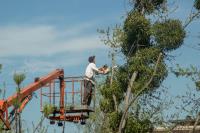 Gainesville Tree Service Pros image 6
