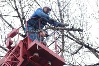 Tree Removal Service NYC image 4
