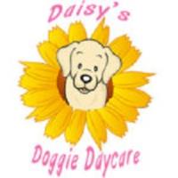 Daisy's Doggie Daycare image 1