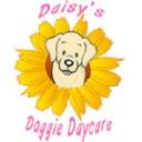 Daisy's Doggie Daycare logo