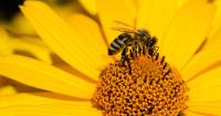 The Honey Bee Rescuers  image 1