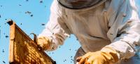 The Honey Bee Rescuers  image 2
