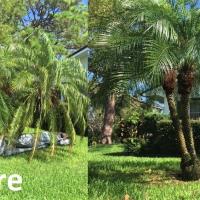 The Palms Tree Service, Inc. image 3