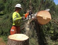 Low Stump Tree Service image 3