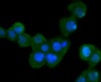 bcl10 antibody image 1