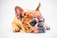 Frenchieholics - French Bulldog Accessories image 5