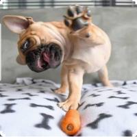 Frenchieholics - French Bulldog Accessories image 6