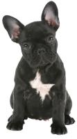 Frenchieholics - French Bulldog Accessories image 4