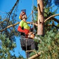 Peoria Tree Services image 2