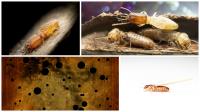A & A Termite Pest Control image 3