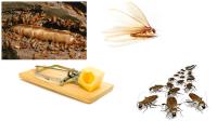 A & A Termite Pest Control image 4