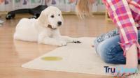 TruClean Carpet Tile & Grout Cleaning image 4