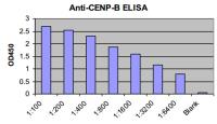 anti cenp b antibody image 1