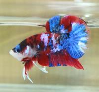 Top Quality Betta Fish For Sale image 1