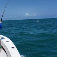 ALL IN Fishing Charters image 2