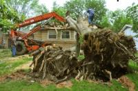 Tree service in Nashville tn image 1