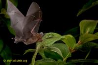 Merlin Tuttle's Bat Conservation image 2