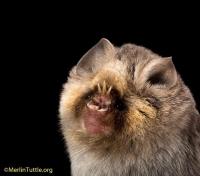 Merlin Tuttle's Bat Conservation image 4