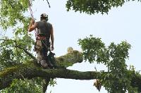 Tree service in Nashville tn image 3