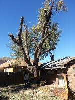 Tip Top Tree Service of Edmond image 2