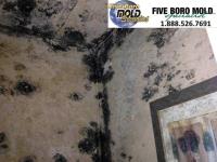 Five Boro Mold Specialist image 5