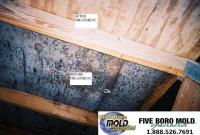 Five Boro Mold Specialist image 6