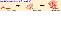 angiogenesis pathway image 1