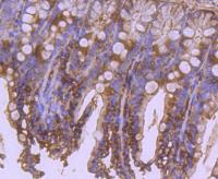 apaf 1 antibody image 1