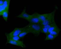 anti cc1 antibody image 1