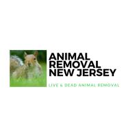 Animal Removal NJ - Dead Animal Carcass image 2