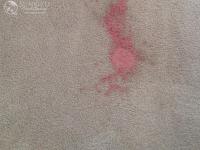 Sunbird Carpet Cleaning The Woodlands image 2