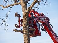 Keizer Tree Service image 3