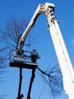 Keizer Tree Service image 4