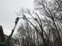 Brothers Tree Service image 3