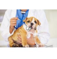 Highland Park Veterinary Clinic image 1
