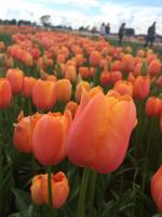 Texas-Tulips, LLC image 9