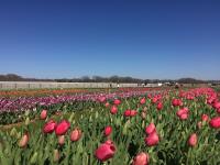 Texas-Tulips, LLC image 5