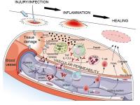 vasoactive amines in inflammation image 1