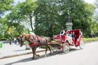 Central Park Carriage Rides image 1