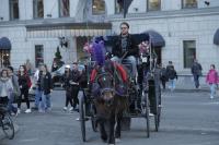 Central Park Carriage Rides image 3