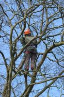 Suburban Tree Service image 1